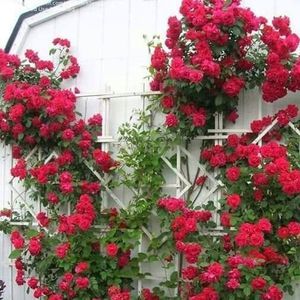 Meet your Posher, Madonna